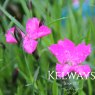 Dianthus 'Kahori' (p)