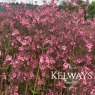 Diascia personata