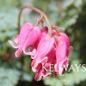 Dicentra 'King of Hearts'