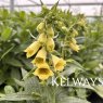 Digitalis grandiflora
