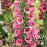 Digitalis x valinii FOXLIGHT PLUM GOLD ('Takfoplgo' PBR) (Foxlight Series)