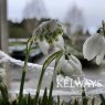 Double Snowdrops (in-the-green)
