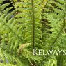 Dryopteris affinis