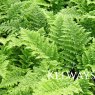 Dryopteris dilatata 'Crispa Whiteside'