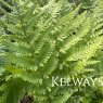 Dryopteris filix-mas