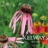 Echinacea pallida