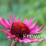 Echinacea purpurea 'Fatal Attraction'