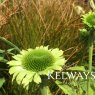 Echinacea purpurea 'Green Jewel' PBR
