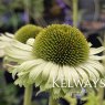 Echinacea purpurea 'Green Jewel' PBR