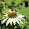 Echinacea purpurea 'Primadonna White' (Primadonna Series)