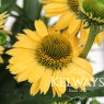 Echinacea SUNSEEKERS MELLOW ('Apecssime') (SunSeekers Series)