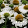 Echinacea SUNSEEKERS WHITE ('Apecssiwh') (SunSeekers Series)