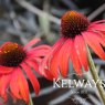 Echinacea 'Tomato Soup'