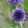 Echinops ritro 'Veitch's Blue'