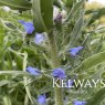 Echium Blue Bedder