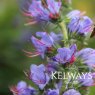 Echium vulgare