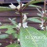 Elaeagnus x ebbingei