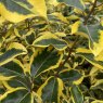 Elaeagnus Gilt Edge