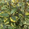 Elaeagnus Limelight