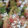 Epimedium stellulatum 'Wudang Star'