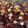 Epimedium x versicolor 'Sulphureum'