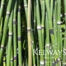Equisetum hyemale