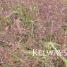 Eragrostis spectabilis