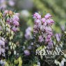 Erica x darleyensis 'Darley Dale'