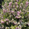 Erica x darleyensis 'Darley Dale'