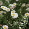 Erigeron karvinskianus