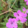 Erodium manescavii