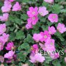 Erodium x variable 'William Bishop'