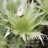 Eryngium giganteum