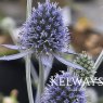 Eryngium planum