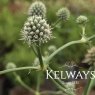 Eryngium yuccifolium