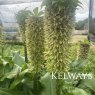 Eucomis bicolor