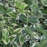 Euonymus fortunei 'Emerald Gaiety'