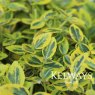 Euonymus fortunei 'Emerald 'n' Gold'