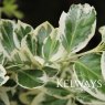 Euonymus Silver Queen