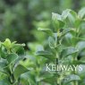 Euonymus japonicus 'Green Spire'