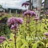 Eupatorium Atropurpureum