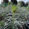 Euphorbia characias subsp. wulfenii (10 litre pot)