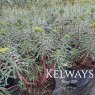 Euphorbia characias subsp. wulfenii (10 litre pot)