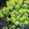 Euphorbia cyparissias 'Fens Ruby'