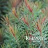 Euphorbia cyparissias 'Fens Ruby'