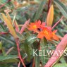 Euphorbia griffithii 'Dixter'