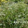 Euphorbia hypericifolia 'Diamond Frost'