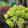 Euphorbia REDWING ('Charam')