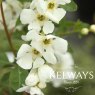 Exochorda x macrantha 'The Bride'