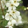 Exochorda The Bride